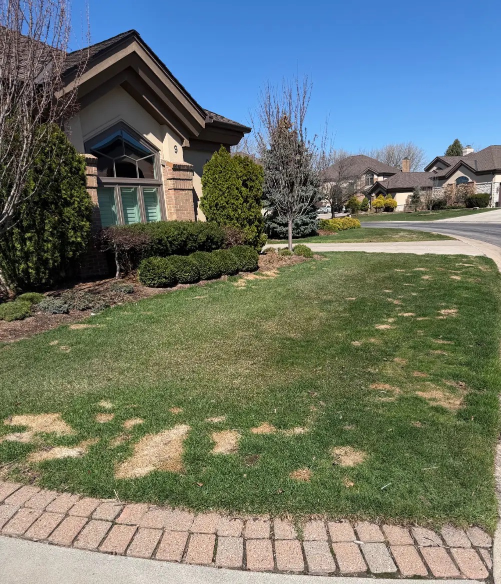 Lawn before a Turf Doctor treatment