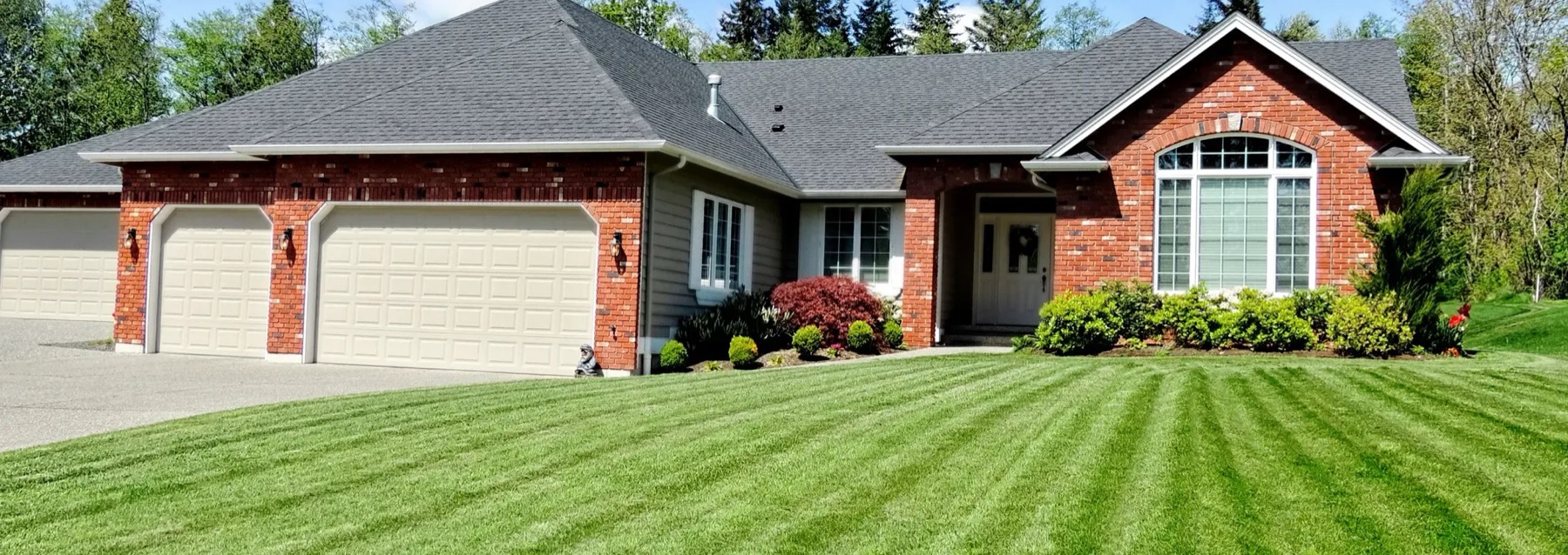 Turf Doctor lawn transformation