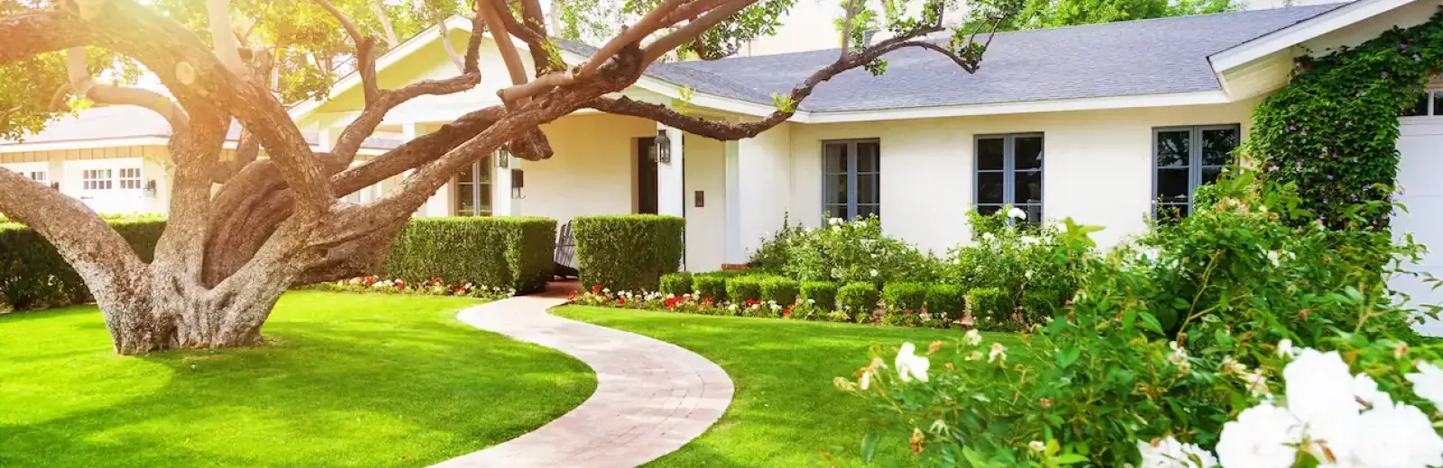Turf Doctor lawn transformation