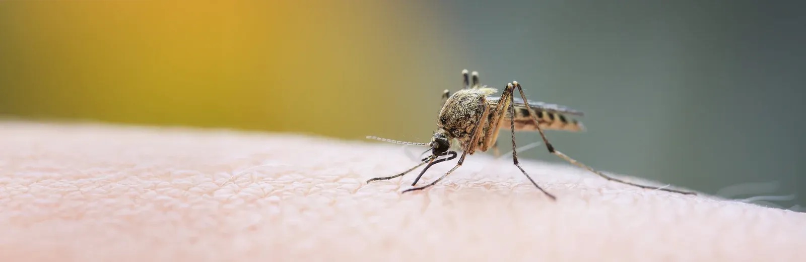Mosquito Control